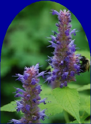 Ormus Minerals Hyssop Ormus Minerals Hyssop
