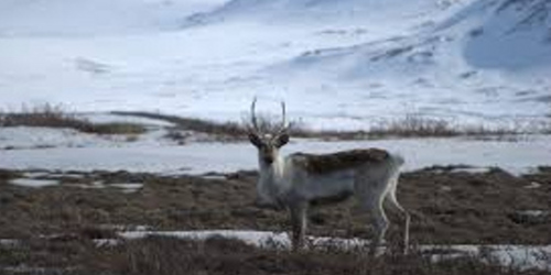 Ormus Minerals Ormus caribou Ormus Minerals Ormus caribou